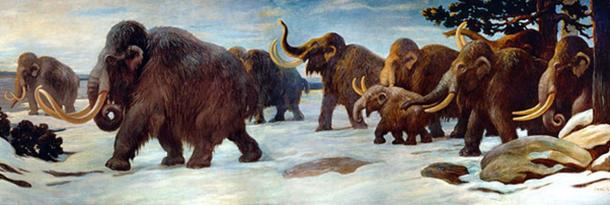 Wooly mammoths near the Somme River, AMNH mural. Public domain.