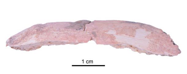 Xiahe 2, a Denisovan rib fragment identified through palaeoproteomic methods from Baishiya Karst Cave.