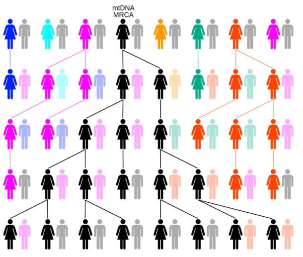 Y-chromosomal Adam and mitochondrial Eve were just the two out of thousands of people alive at the time with unbroken male or female lineages that continue on today. Example chart showing the evolution of mitochondrial DNA