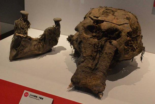 Yuka's skull and lower jaw as shown at Frozon Woolly Mammoth Yuka Exhibit in Yokohama, Kanagawa, Japan. (CC BY-SA 3.0)