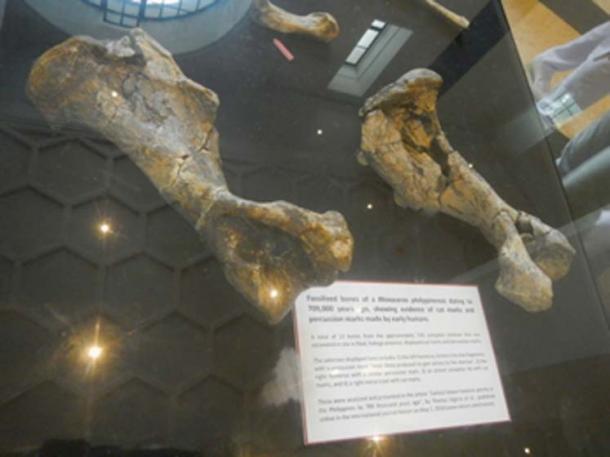 These fossilized bones showing evidence of cut marks made by early humans, but not deliberate engravings. (Judgefloro / Public Domain)