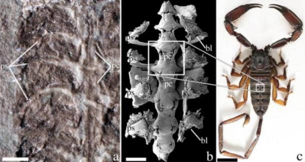 A fossil of Parioscorpio venator (a) compared to a microscope image of Centruroides exilicauda (b) and Hadogenes troglodytes (c), both modern scorpions. 