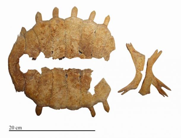 The top and bottom of a turtle shell (known as the carapace and plastron) from a burial at Kavuşan Höyük.