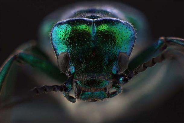 The active component within Spanish fly, a.k.a. cantharidin, can actually be deadly and can be sourced from the hundreds of species of blister beetle worldwide. (Vitalii Hulai / Adobe Stock)