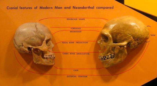 In addition to differences in skull shape and size, modern human brains developed more quickly compared to their Neanderthal cousins (HairyMuseumMatt / CC BY SA 2.0)