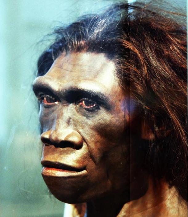 A model of the face of an adult female Homo erectus.