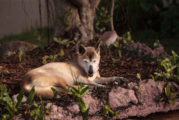 An aging domesticated New Guinea singing dog. (SailingAway / Adobe Stock)