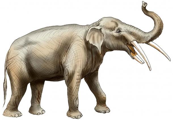 Gomphotheres were among the most diverse proboscideans and spread to nearly every continent during their 20-million-year reign. (Merald Clark/Florida Museum)