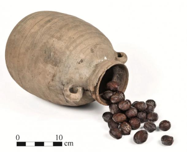 An amphora from Egypt that transported walnuts from Turkey (Alexander Efromov / University of Haifa)