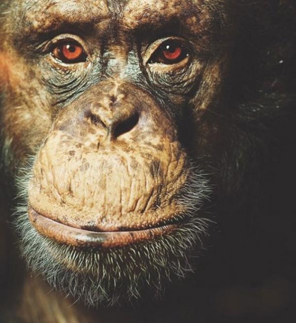 Carl, an alpha-male chimpanzee, one of the participants in the study. (David Trood / Aarhus University)