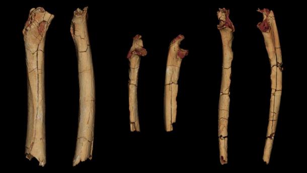 Un análisis de modelos 3D de fósiles de aproximadamente 7 millones de años de Chad, África, indica que este individuo era bípedo o caminaba erguido sobre dos pies. Un hueso de la parte superior de la pierna visto desde dos ángulos, en el extremo izquierdo, y dos huesos del antebrazo, cada uno también mostrado desde dos ángulos. (Franck Guy / PALEVOPRIM / CNRS – Universidad de Poitiers)