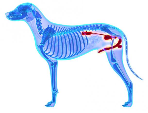 The anatomy of a dog showing the location and shape of the canine penis bone. (decade3d / Adobe Stock)
