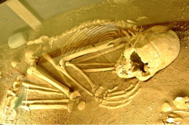 An ancient skeleton discovered in the region of Lagoa Santa in Brazil.