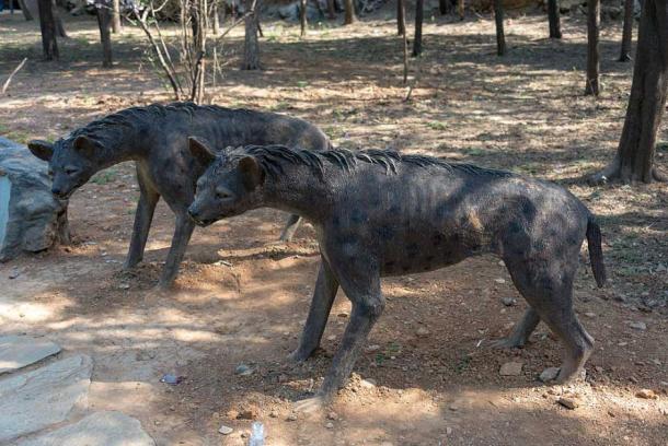Algunos de los fósiles de animales encontrados en el sitio del Hombre de Pekín parecen haber sido modificados por humanos, con evidencia de marcas humanas sobre marcas de mordiscos de hiena en lugar de al revés. Reconstrucción de hienas en el Museo Zhoukoudian. (xiquinhosilva / CC BY 2.0)