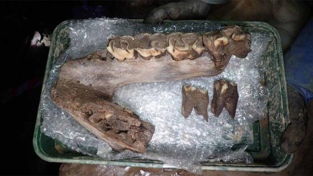 Ice Age animal bones, including this woolly rhinoceros jaw, have been discovered in Devon. Source: AC Archaeology