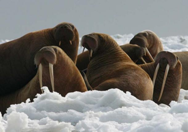 Walrus cows and yearlings on ice. (Roy17 / Public Domain)