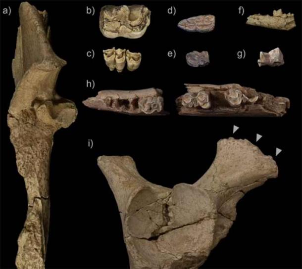 علماء آثار يكتشفون معسكر صيد لإنسان نياندرتال في إسبانيا يزيد عمره عن 76000 سنة Animals_0