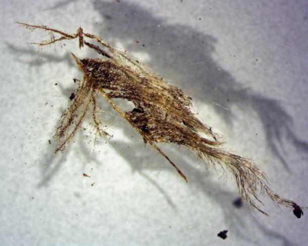 An approximately one centimeter long well-preserved fragment of a bird feather found in a grave dating back to the Viking Age. Even after many hundreds of years, it is possible to see the colors and that this is a crow feather. (Image: Jørgen Rosvold, NTNU Unversity Museum, Trondheim)