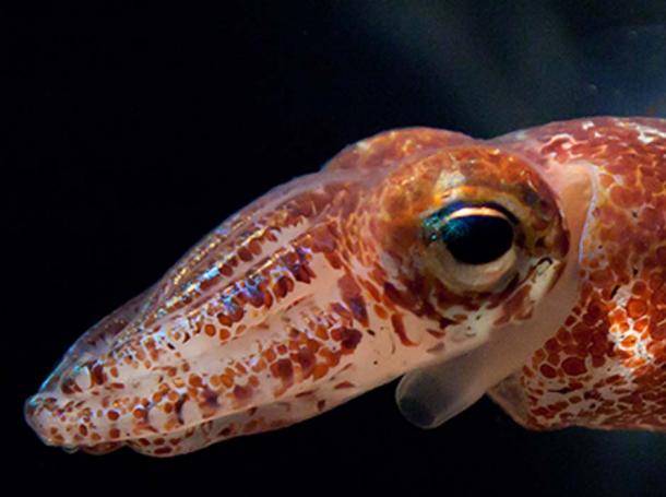 Squid eye. PLoS Biology (Author Provided)