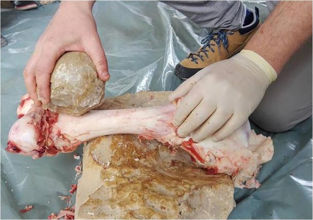 An archaeologist uses a reproduction of a shaped ball to crack open an animal bone. (Assaf et al 2020)
