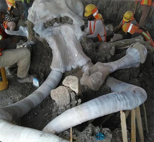 Archaeologists have found this site filled with mammoth fossils in Mexico. (INAH)