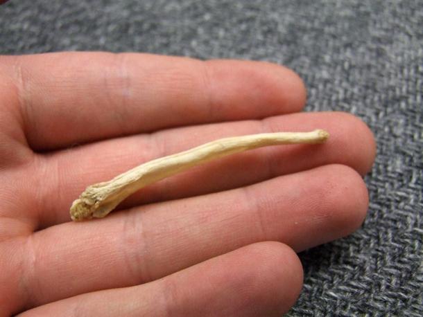 Artic Fox baculum. (Travis / CC BY-NC 2.0)