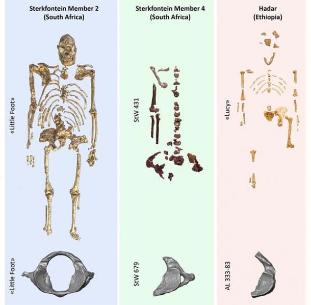 A comparative table of the three atlases found in the localities where three iconic Australopithecus specimens were found. Author supplied