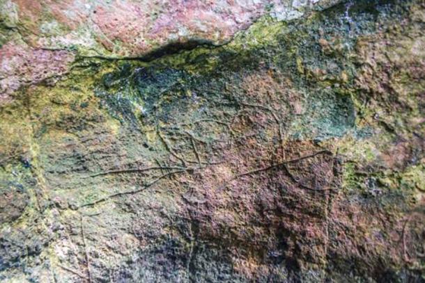 The auk head discovered at the Romanelli Cave in Italy. (Sigari et. al. / Antiquity Publications Ltd)