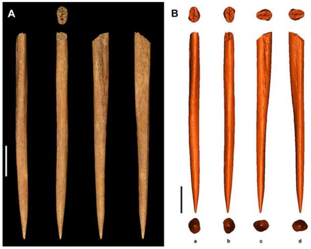 The Stajnia awl, made from a horse bone, was also found in the Polish cave where the ivory pendant was discovered. (A) Original picture of the awl from Stajnia Cave; (B) Reconstructed 3D digital models of the awl. Scale bars are 1 cm (0.4 inches). (Nature)