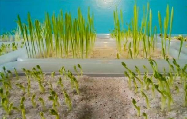 In the laboratory we got very good results. The bacteria not only stimulates growth, but increases frost resistance. The seeds sprouted at a temperature 5C