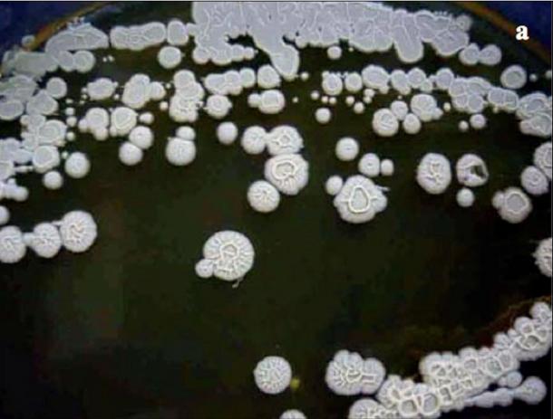 Live bacteria found in Siberia
