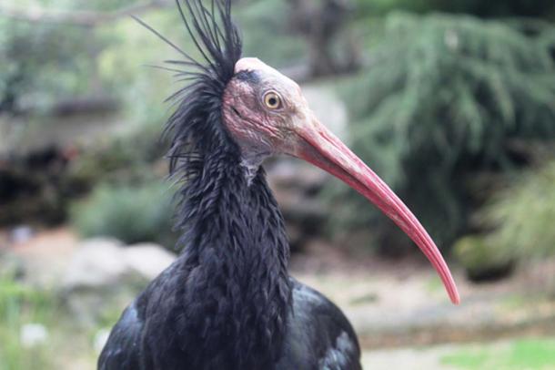 A bald ibis.