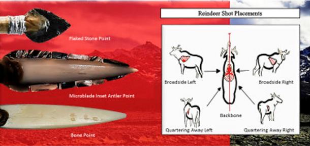 Wound ballistics on a reindeer.