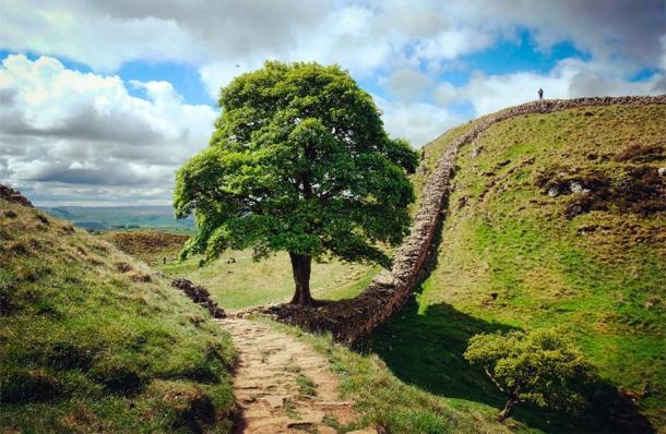 The beautiful Sycamore Gap tree, famously called Robin Hood's tree, stood as an iconic landmark alongside Hadrian's Wall, marking a piece of history. (Alexandra/Adobe Stock)