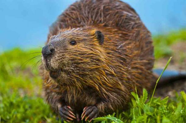 The use of beaver castoreum isn’t new. Throughout history it has been harvested by humans. (Krzysztof Wiktor / Adobe Stock)