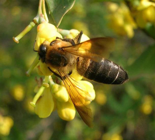Apis laboriosa, the Himalayan honey bee, is known for making Mad Honey. (L. Shyamal / CC BY-SA 3.0)