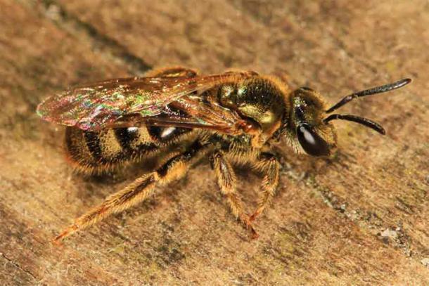 A sweat bee – politically astute? (Judy Gallagher/CC BY 2.0)