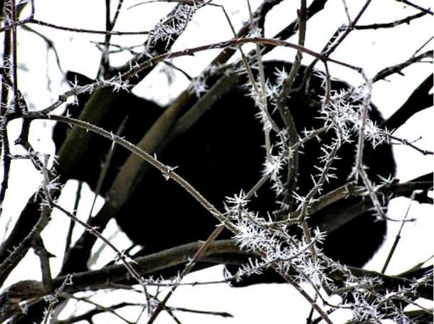 Cats - above all black cats, were exterminated in many regions of Europe because they were considered animals linked to witchcraft and demonic practices during the middle ages.