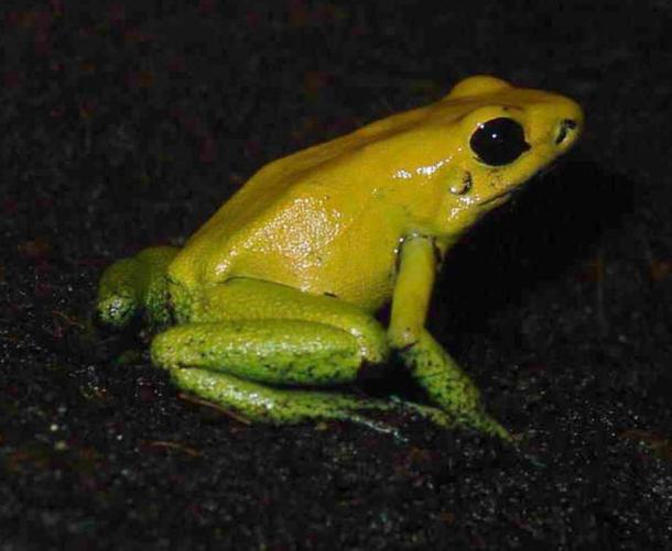 The black-legged dart frog is a species whose secretions are used in the preparation of poison darts. Luis Miguel Bugallo Sánchez, (CC By-SA 3.0)