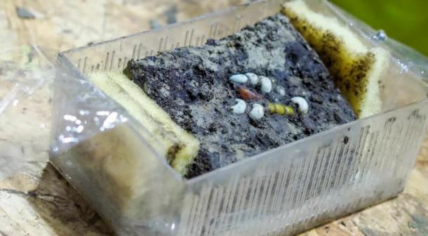 A block of soil containing beads found at the Gjellestad Viking ship site in Norway. (Museum of Cultural History, Oslo)