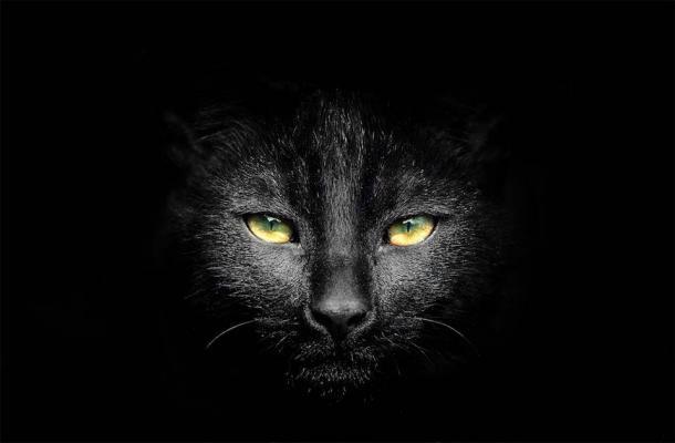 The ancient superstition surrounding black cats is as old as civilization itself. (chphotography85 / Adobe Stock)