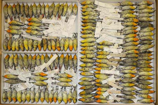 Blackburnian Warblers in the collections of the Field Museum used in this study. (Yosef Kiat/PNAS)