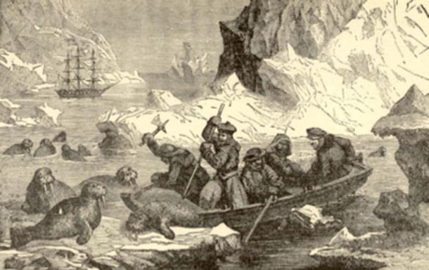 Vikings hunted the Icelandic walrus to extinction. (Steve Lew / CC BY-SA 2.0)