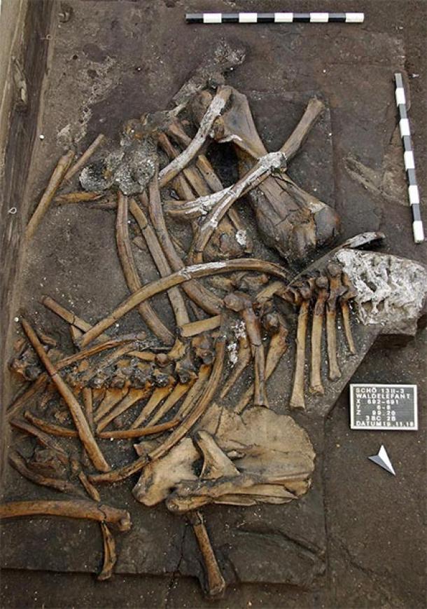 Front body part of the forest elephant. (Image: Jens Lehmann, Niedersächsisches Landesamt für Denkmalpflege / Tubingen University)