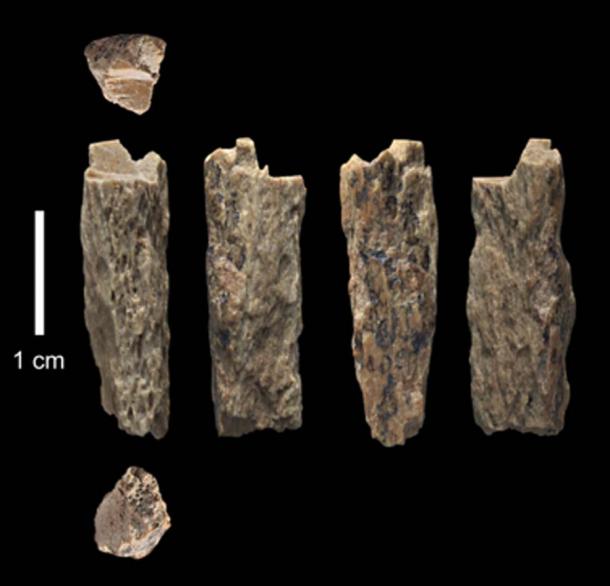 This bone fragment ('Denisova 11') was found in 2012 at Denisova Cave in Russia and represents the daughter of a Neanderthal mother and a Denisovan father. (T. Higham/ University of Oxford)