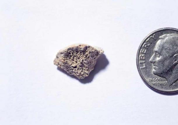 This dog bone fragment, found in Southeast Alaska, belongs to a dog that lived about 10,150 years ago, a study concludes. Scientists say the remains, a piece of a femur, provide insight into the question of when dogs and humans first entered the Americas, and what route they took to get there. (Douglas Levere / University at Buffalo)