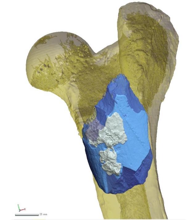The bone hand axe (micro-ct based render) shown placed in a hippopotamus femur