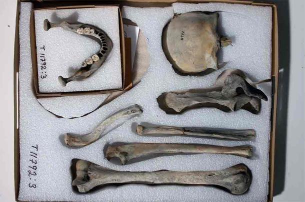 Bone remains from the Hitra man. (Ole Bjørn Pedersen/NTNU)