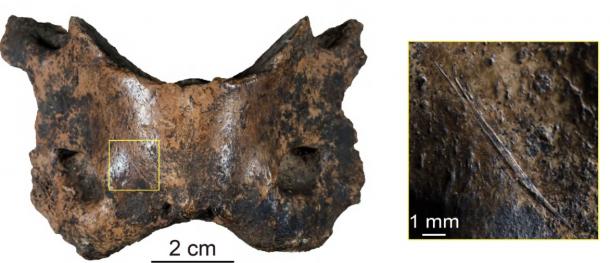 Many of the bones recovered from Baishiya Karst Cave, like this spotted hyena vertebra, contain traces of human activities such as cut marks.