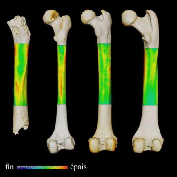 Two arm bones and a leg bone belonging to Sahelanthropus tchadensis subjected to microtomographic imaging technology scanning. (Franck Guy / PALEVOPRIM / CNRS – University of Poitiers)